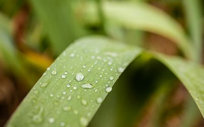 Close-up of a water droplet on a green leaf.